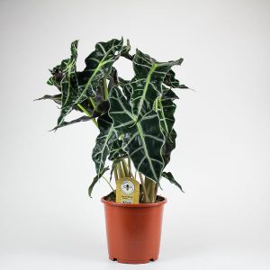 Alocasia Polly