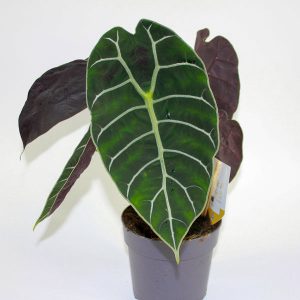 Alocasia Pride (Prince) of Corup Ø14cm H30cm