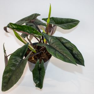 Alocasia Scalprum Ø14cm H30cm