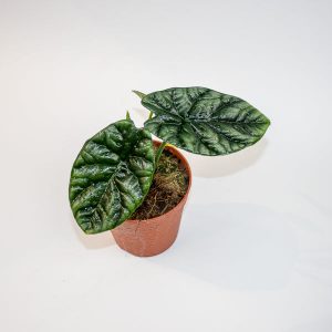 Alocasia Sinuata Ø12cm H25cm