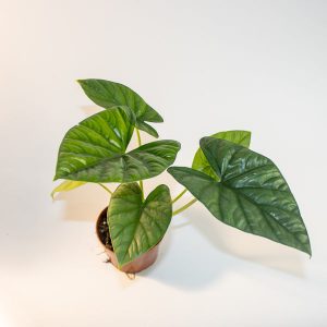 Alocasia Venusta Ø10.5cm H15cm