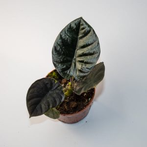 Alocasia infernalis Black Magic