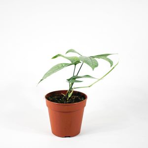 Amydrium medium SILVER Ø12cm H25cm