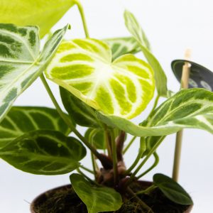 Anthurium crystallinum Silver Blush