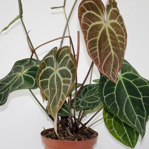 Anthurium AMBER LIGHTNING Ø17cm H25-35cm