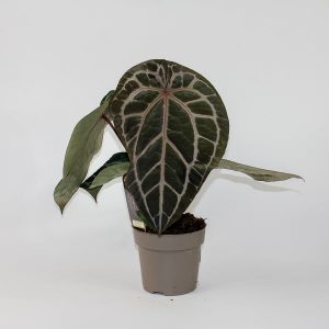 Anthurium 'Docblock Michelle'
