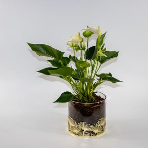Anthurium Red & White mix In festive glass