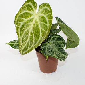 Special Offer (Anthurium Silver Blush Mint)