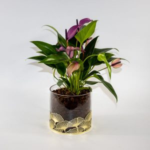 Anthurium Zizou & Lilli In festive glass