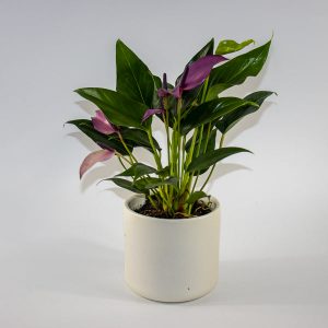Anthurium Zizou in Cambridge Ceramic