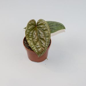 Anthurium luxurians Ø10.5cm H20cm