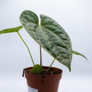 Anthurium magnificum x luxurians