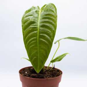 Anthurium veitchii - King Anthurium