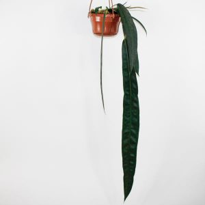 Anthurium wendlingeri