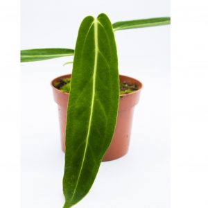 Anthurium warocqueanum