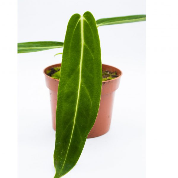 Anthurium warocqueanum