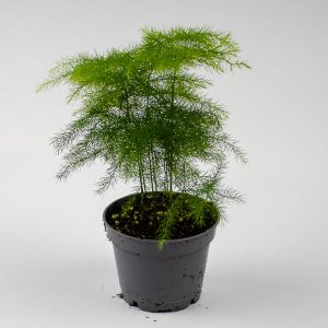 Asparagus fern - Asparagus Setaceus Plumosus