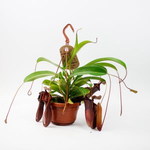 Nepenthes Bill Bailey Ø14cm H45cm