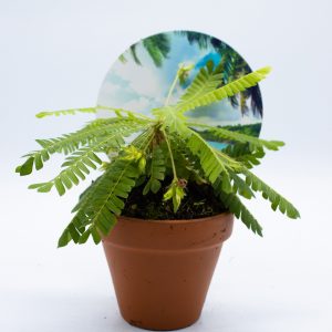 Biophytum sensitivum