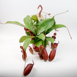 Nepenthes Bloody Mary Ø14cm H45cm