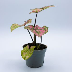 Caladium 'Purple Light'