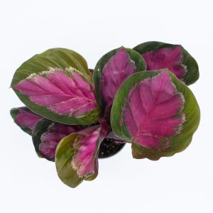 Calathea roseopicta