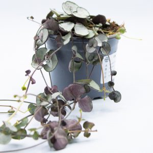 Ceropegia woodii