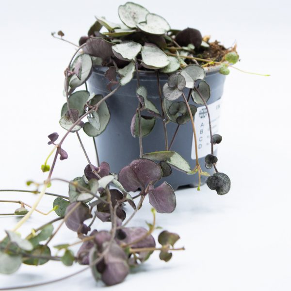 Ceropegia woodii