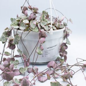 Variegated String of Hearts - Ceropegia woodii Variegata