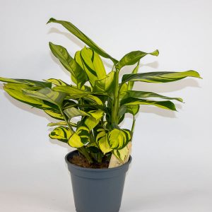 Ctenanthe pilosa 'Golden Mosaic'