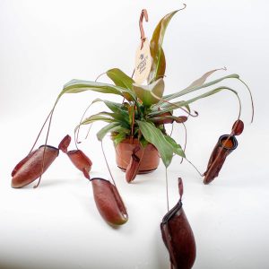 Nepenthes Dark Secret Monkey Jars Ø14cm H45cm
