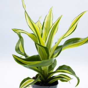 Dracaena fragrans 'Malaika'