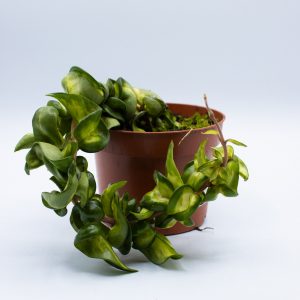 Hoya carnosa 'Compacta Mauna Loa'