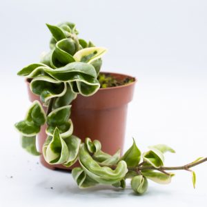 Hoya carnosa 'Compacta Variegata'