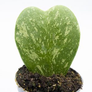 Hoya kerrii 'Splash'