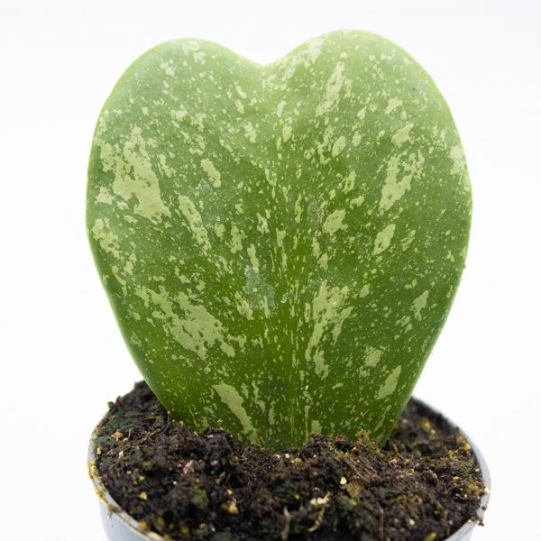 Hoya kerrii 'Splash'