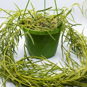 Hoya linearis