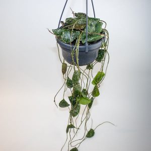 Hoya Imbricata Ø14cm H25cm
