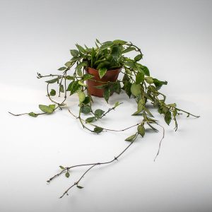 Hoya Krohniana Splash