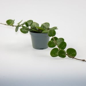 Hoya Mathilde Splash
