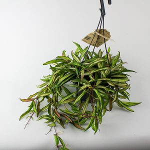 Hoya Wayetti Tricolor