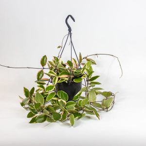 Hoya carnosa Floraganza Flamingo Dream Ø15cm H30cm