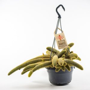 Golden Rat Tail Cactus - Hildewintera Aureispina 'Hels Neue'