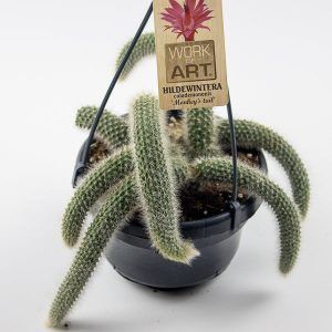 Monkey Tail Cactus 'Cleistocactus Colademonis'