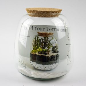 Bowl Shape Medium Terrarium DIY Kit H20cm D19cm