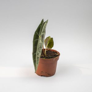 Alocasia Longiloba Purple Ø10.5cm H15cm