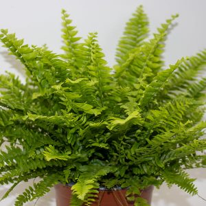 Boston Fern - Nephrolepis exaltata 'Green Moment'