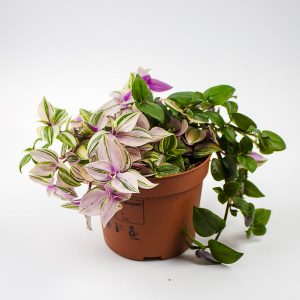 Tradescantia fluminensis Quadricolor Ø12cm H20cm