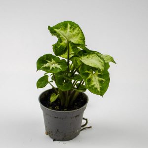 Syngonium Pixie