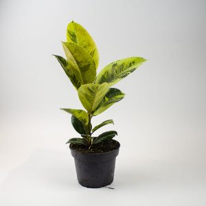 Ficus Elastica Schrijveriana